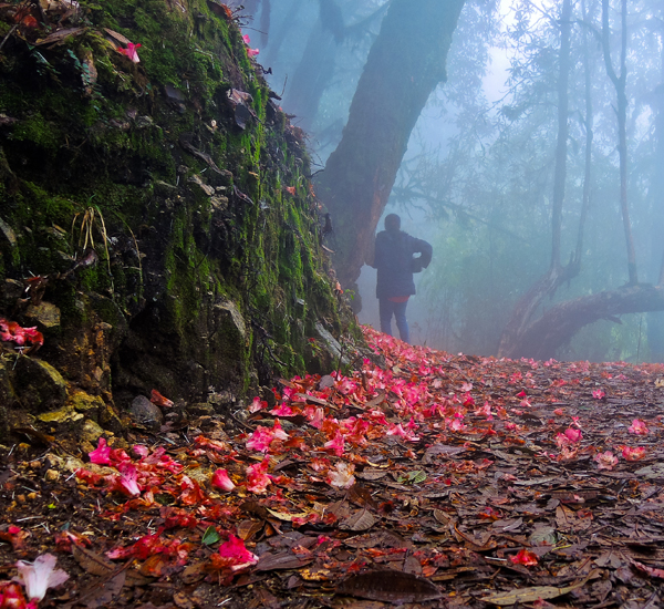 Barsey Rhododendron Sanctuary